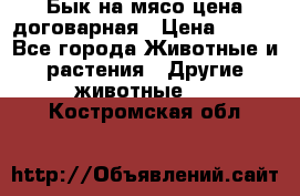 Бык на мясо цена договарная › Цена ­ 300 - Все города Животные и растения » Другие животные   . Костромская обл.